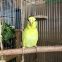 里親様の複数ご応募により一旦停止いたします