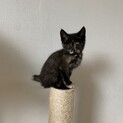 子猫の里親さんを探してます！