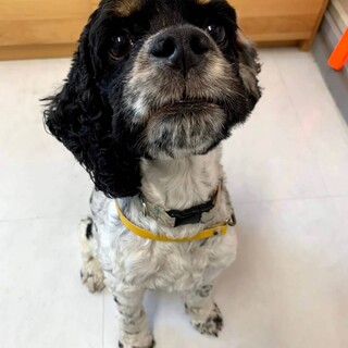 とても甘えん坊なアメコカくん ♂オレオ 推定4歳〜