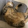 ツナちゃん