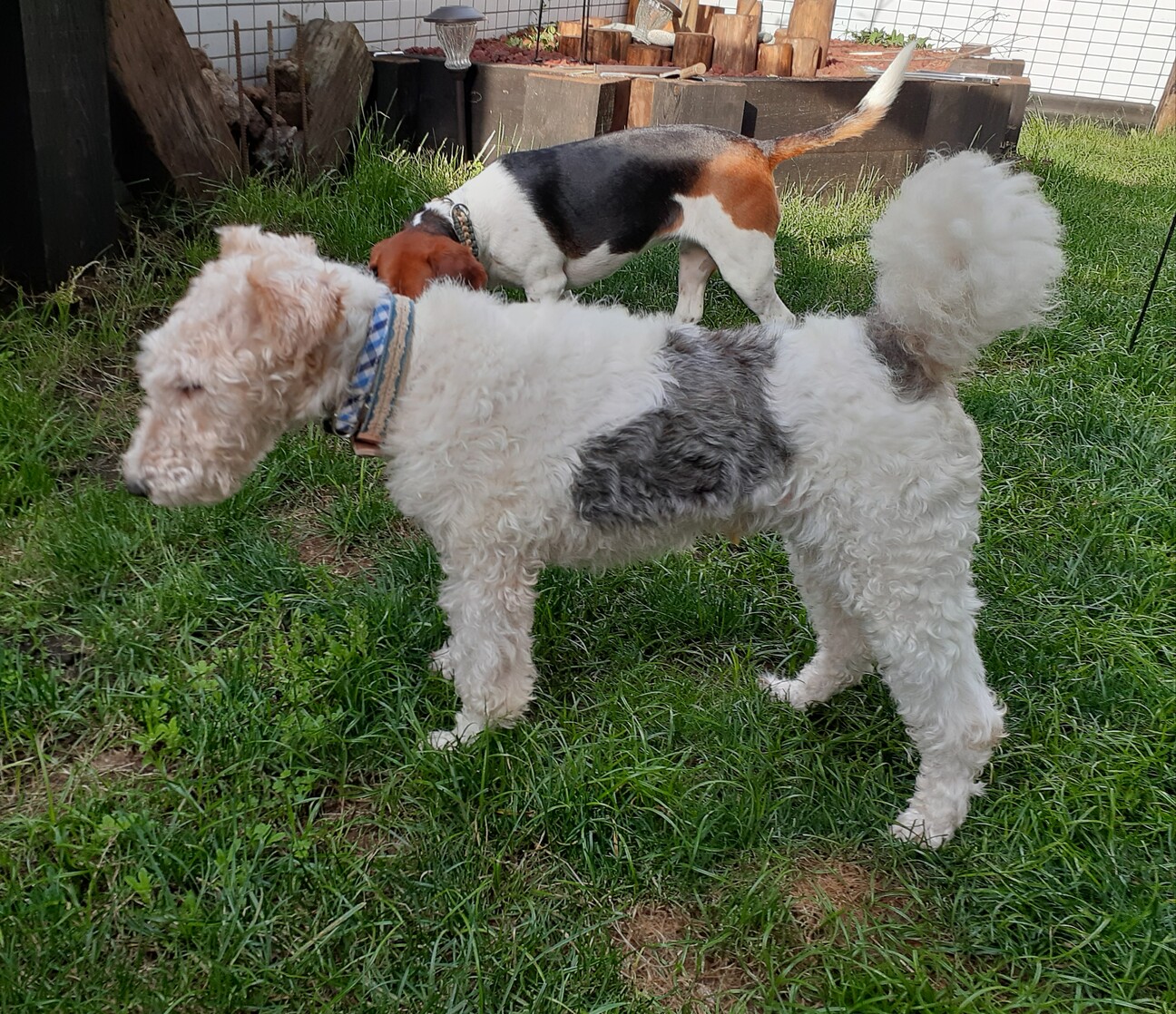 ワイヤーフォックステリア 静岡県 犬の里親募集 ペットのおうち 月間利用者150万人