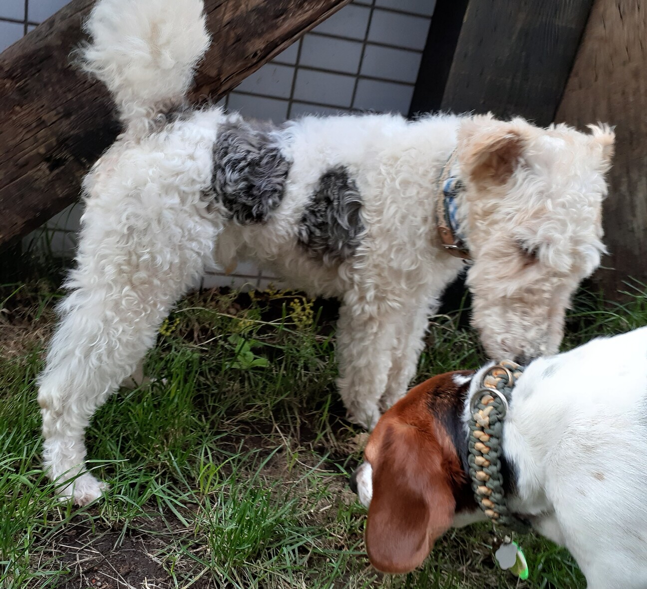 ワイヤーフォックステリア 静岡県 犬の里親募集 ペットのおうち 月間利用者150万人