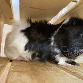 モルモットの里親募集します！