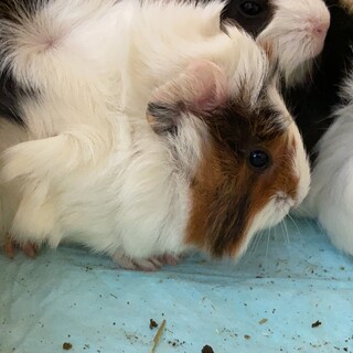 モルモットの里親募集！