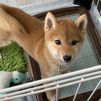むぎ