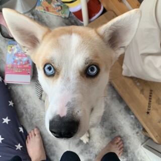 トイレは完璧！ヤンチャで甘えん坊ハスキーMix♂