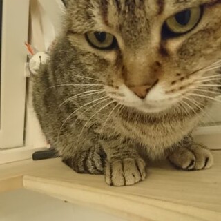 お腹なでなで最高レモン姉さん♪