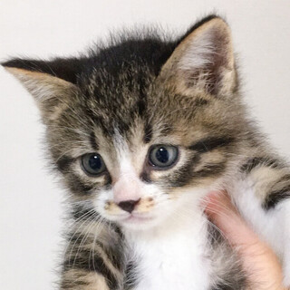 ☆募集一時停止　男の子　せんちゃくん☆