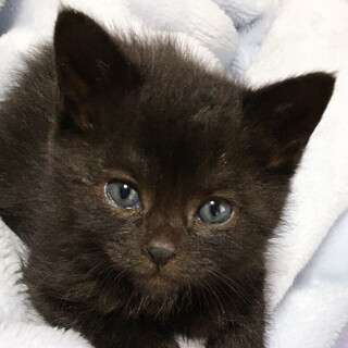 ☆募集一時停止　女の子　くまみちゃん☆