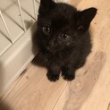 おうちが決まりました！有り難うございました。
