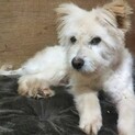 白長毛3歳未満♂