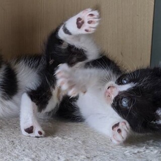 元気いっぱいの子猫ちゃんです！