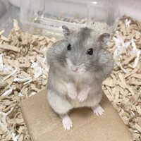 モカ