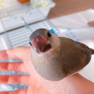 桜文鳥の雛の里親募集しています