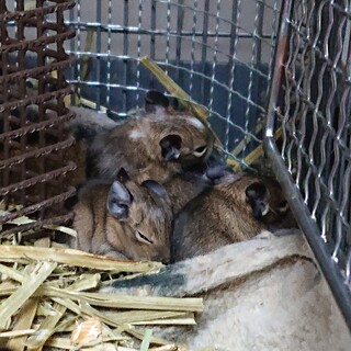 デグーベビー（募集停止中）