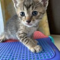 里親さま決まりました☆