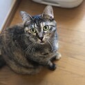 里親決定☆いのはちゃん