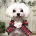 ながよ　ちっちゃくても度胸はあるあるな女の子