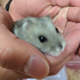 ブルーサファイアジャンガリアン♀