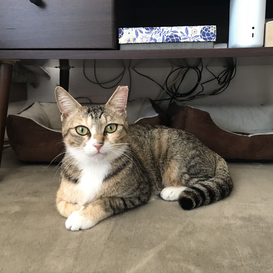 シヅキのカバー写真