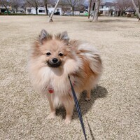 ロコ