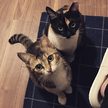 人間がご飯を食べていると、無言の圧力を感じます…