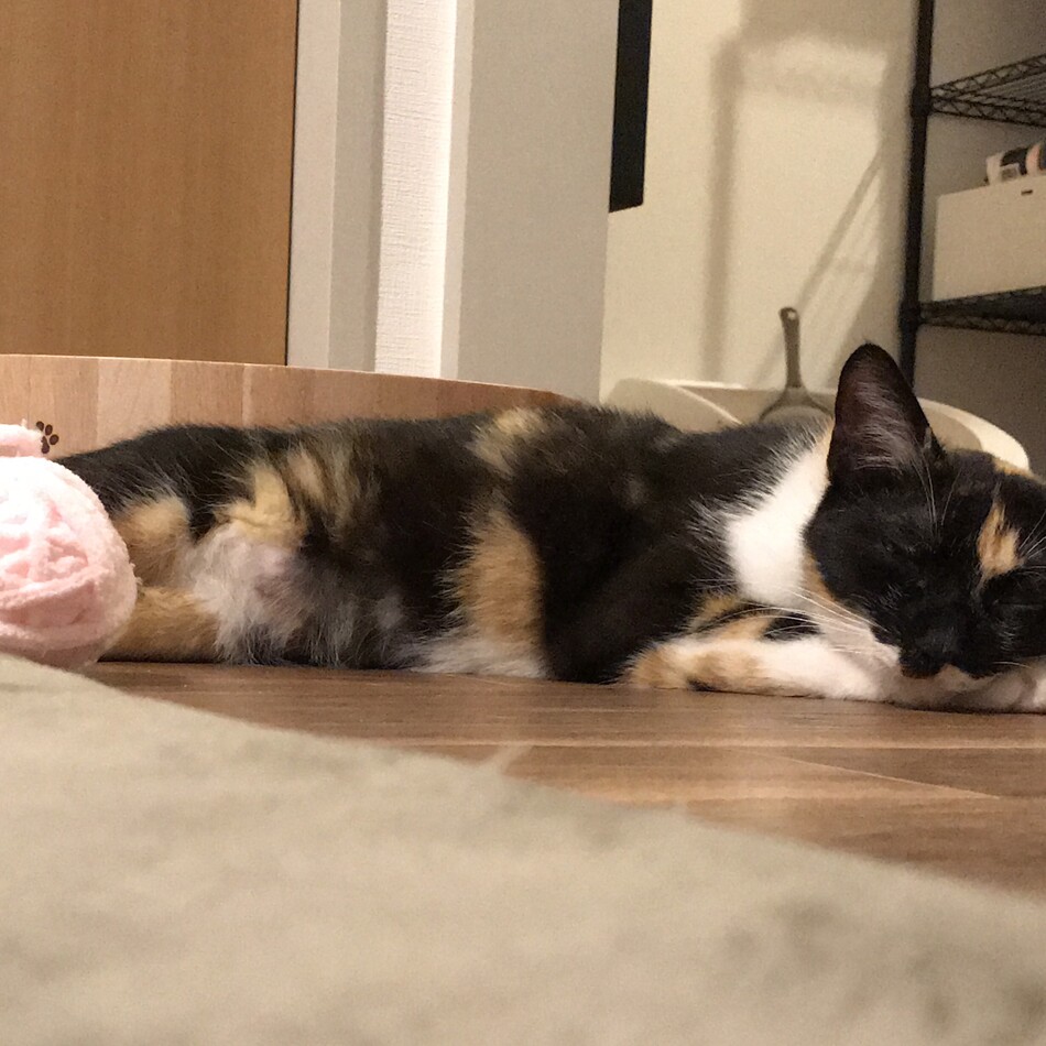 イツカのカバー写真