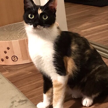 耳カットの三毛猫さん