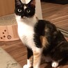 耳カットの三毛猫さん