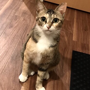 耳カットの縞三毛さん