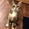 耳カットの縞三毛さん