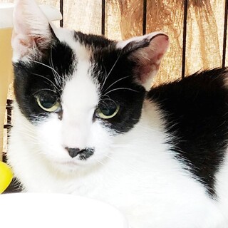 優しくておとなしい女の子