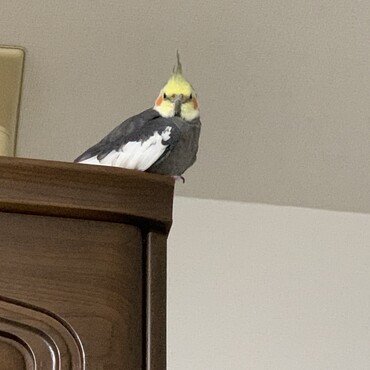 タンスの上で眠くなりました