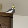 タンスの上で眠くなりました