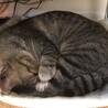 の写真