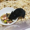ネロちゃん