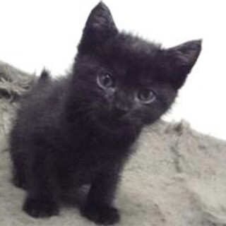 団体様より引出し。子猫♂024