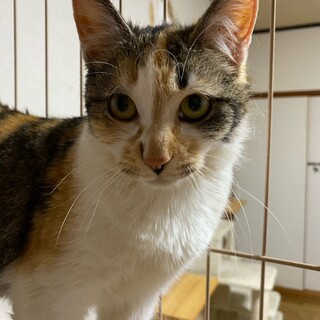 あんずちゃんの家族探し