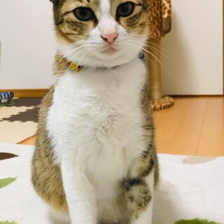 【幸運を掴む鍵しっぽ】穏やかなキジ白のサキちゃん