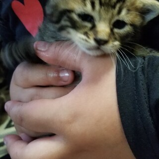 トラ柄の可愛い子猫です。