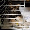 トラ柄の可愛い子猫です。 サムネイル2