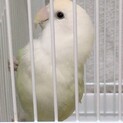 コザクラインコ  メス
