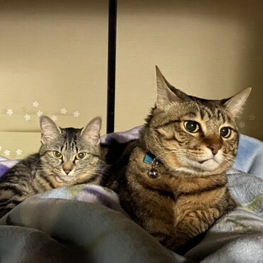 今では大きくなり、後から来た後輩猫ちゃんと仲良く過ごしています
