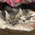 生後1ヶ月半の子猫2匹