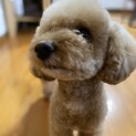 トイプードルの元気な２歳の女の子