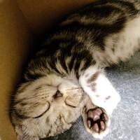 ジュウニ