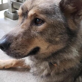 センターのレイラちゃん　どうか見捨てないで！