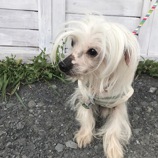 愛らしく従順　推定8−9歳