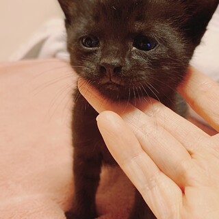 ②子猫　イケメンくん　男の子