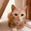 茶白軍手装備の小春ちゃん❤︎